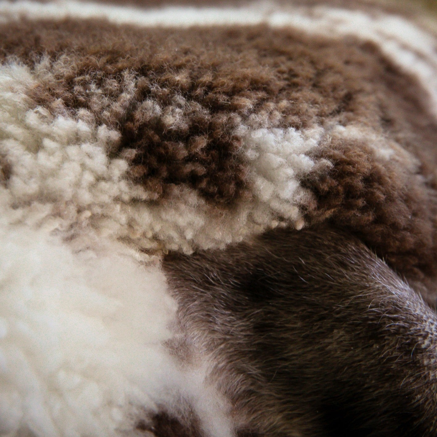 Crossbreed Sheepskin | Natural With Brown Dots
