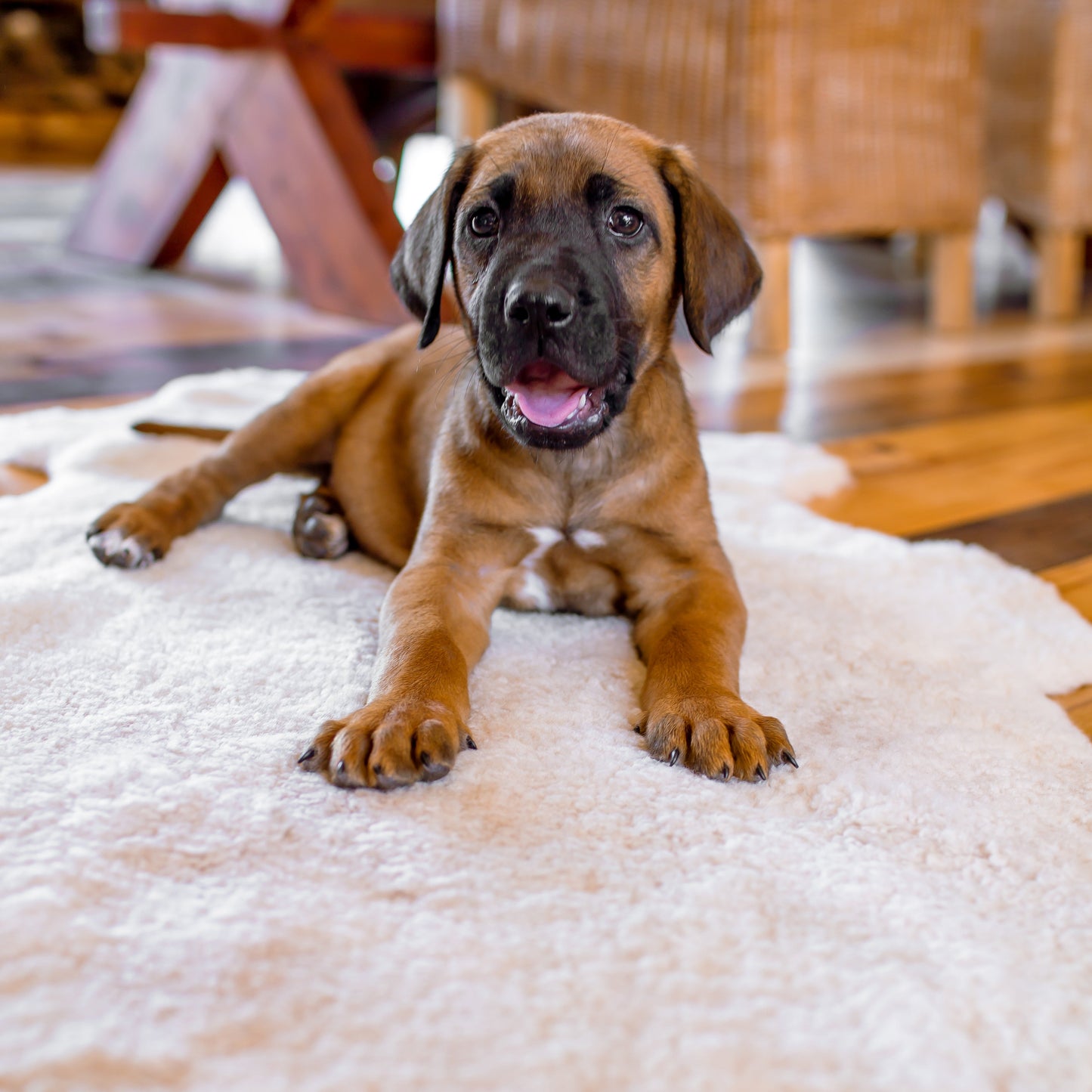 Sheepskin For Pets | Natural