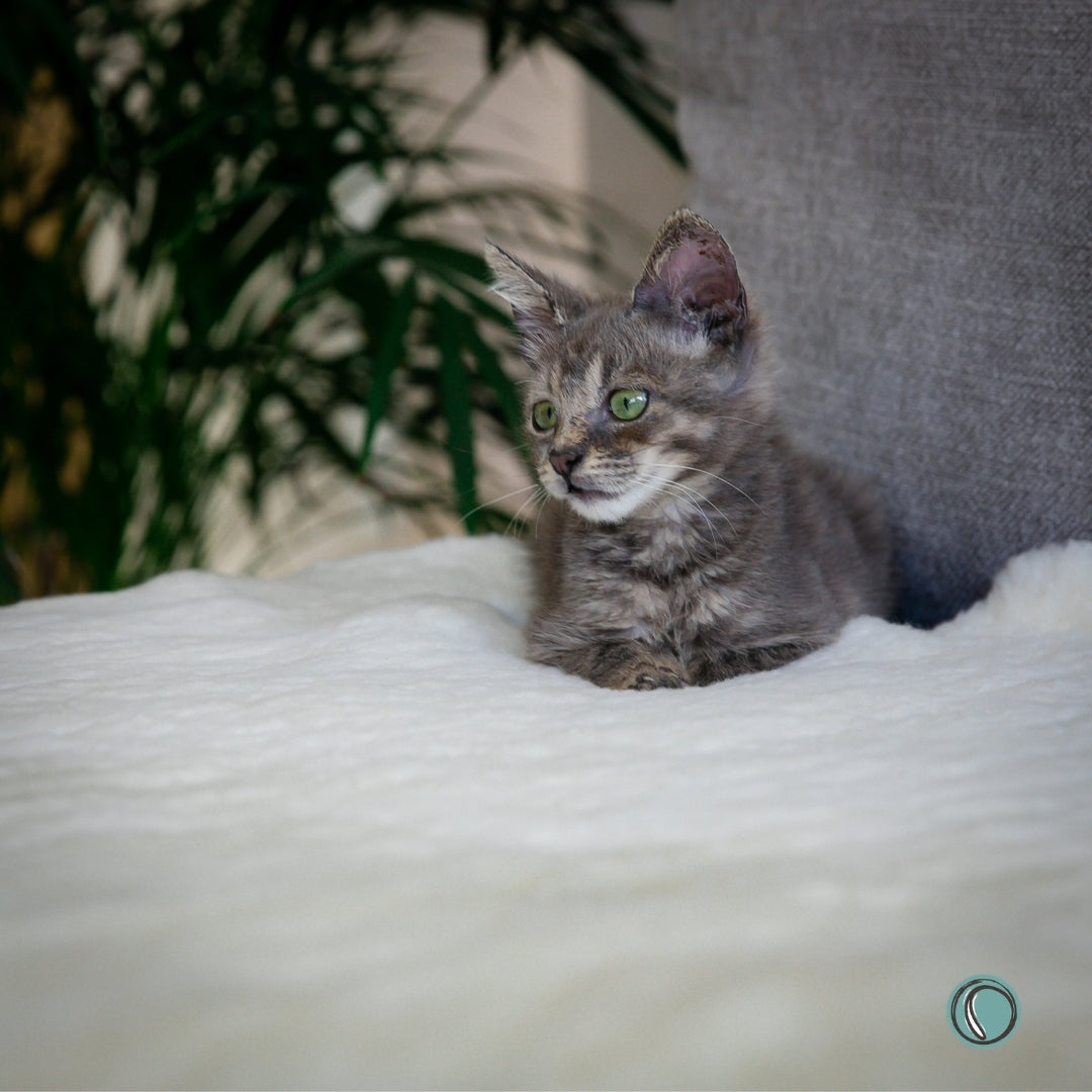 Sheepskin For Pets | Natural