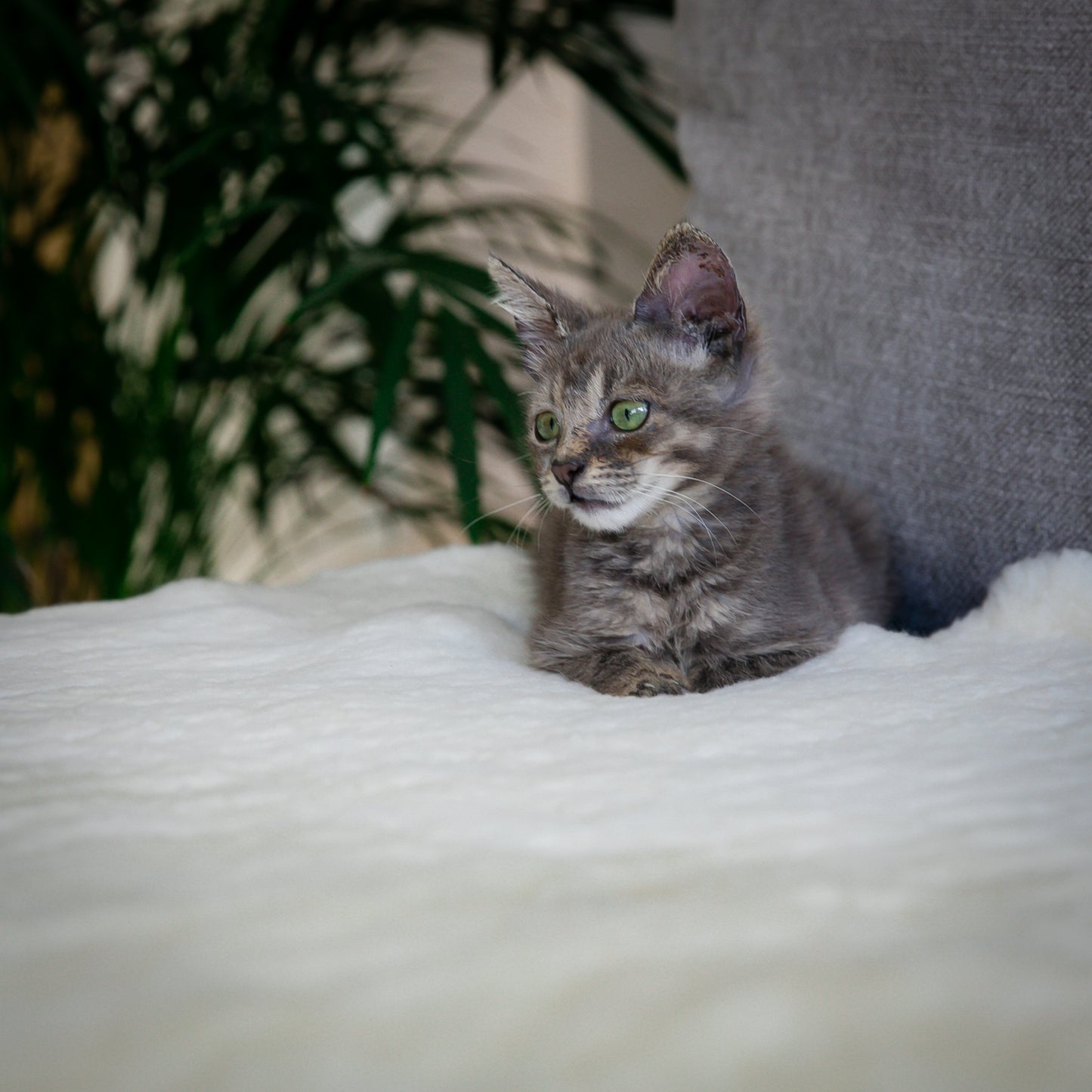 Sheepskin For Pets | Natural