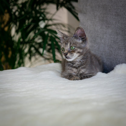Sheepskin For Pets | Natural