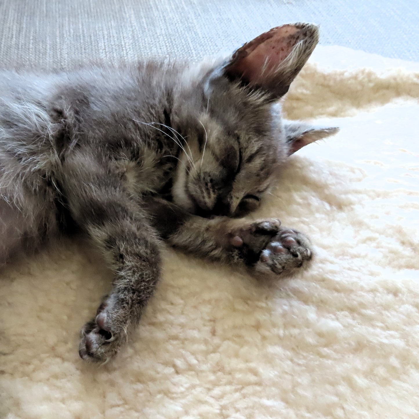 Sheepskin For Pets | Natural